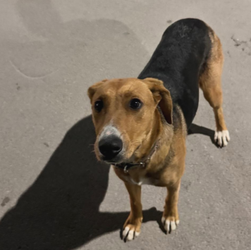 Собаки в добрые руки - Лика - 4