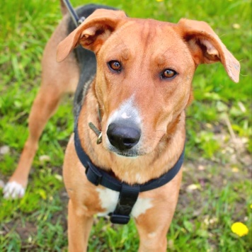 Найденные собаки - Лика - 2