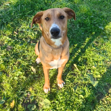 Найденные собаки - Лика - 3