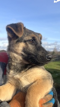 Собаки в добрые руки - Марта