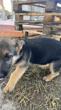 Собаки в добрые руки - Марта - 1