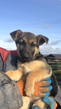 Собаки в добрые руки - Марта - 2