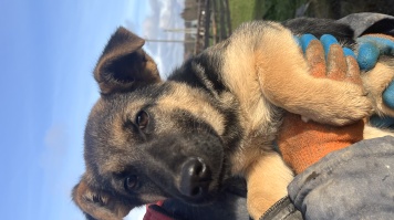 Собаки в добрые руки - Марта - 3