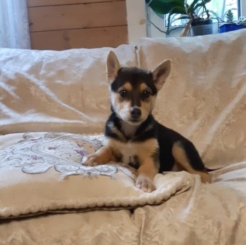 Брут - Собаки в добрые руки