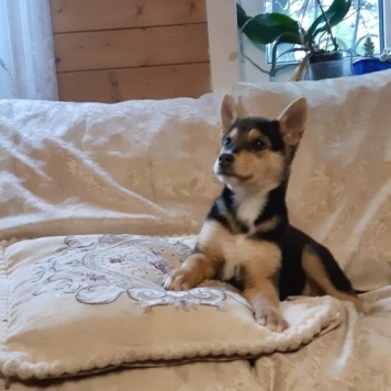 Собаки в добрые руки - Брут - 1