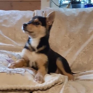 Собаки в добрые руки - Брут - 2