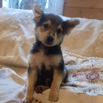 Собаки в добрые руки - Ринго