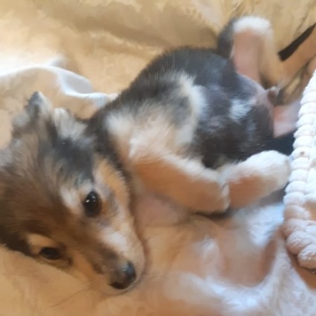 Собаки в добрые руки - Ринго - 1