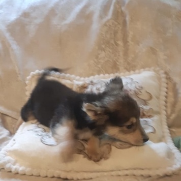 Собаки в добрые руки - Ринго - 2