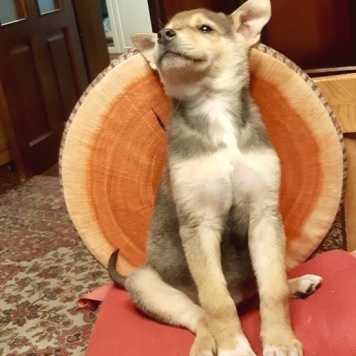 Собаки в добрые руки - Джули - 1