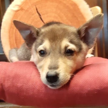 Собаки в добрые руки - Джули - 2