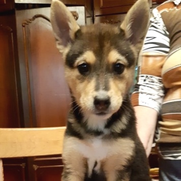 Собаки в добрые руки - Брут