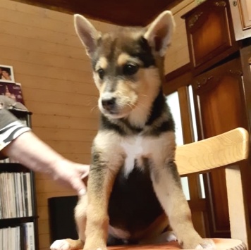 Собаки в добрые руки - Брут - 1