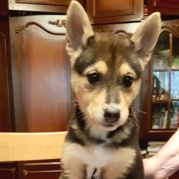 Собаки в добрые руки - Брут - 2