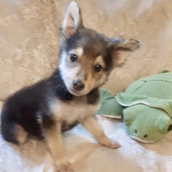 Ринго - Собаки в добрые руки