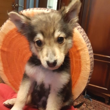 Собаки в добрые руки - Ринго - 1