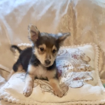 Собаки в добрые руки - Ринго - 2