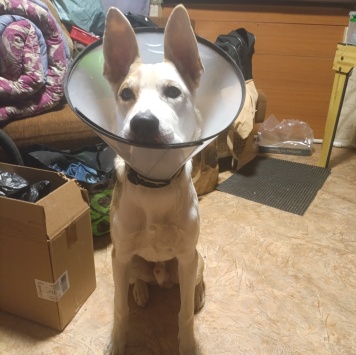 Собаки в добрые руки - Кекс