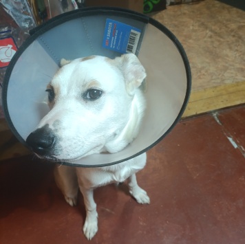 Собаки в добрые руки - Кекс - 1