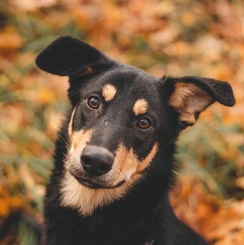 Дамбо - Собаки в добрые руки