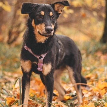 Собаки в добрые руки - Дамбо - 1