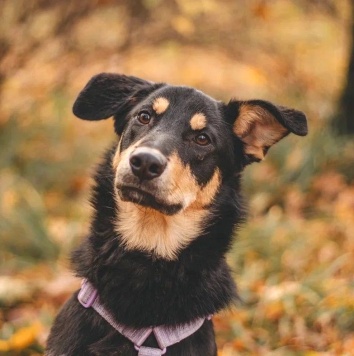 Собаки в добрые руки - Дамбо - 2