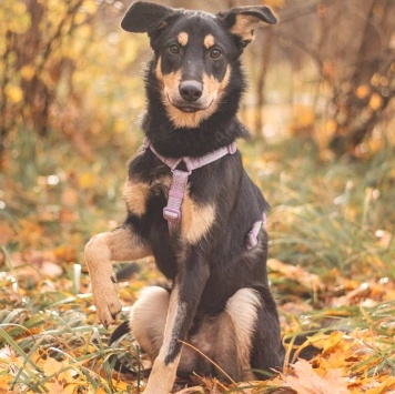 Собаки в добрые руки - Дамбо - 3