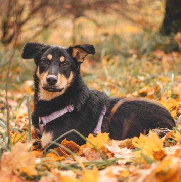 Собаки в добрые руки - Дамбо - 4