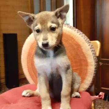 Собаки в добрые руки - Джули