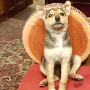 Собаки в добрые руки - Джули - 1