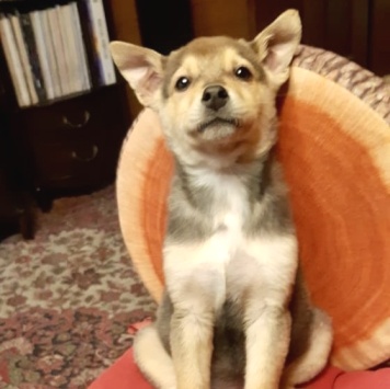 Собаки в добрые руки - Джули - 2