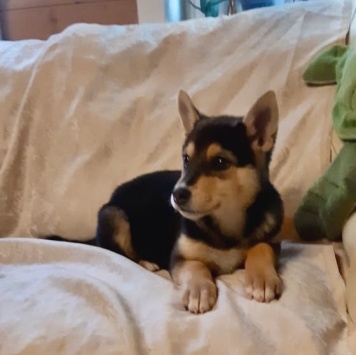 Собаки в добрые руки - Брут