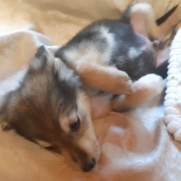 Собаки в добрые руки - Ринго - 1