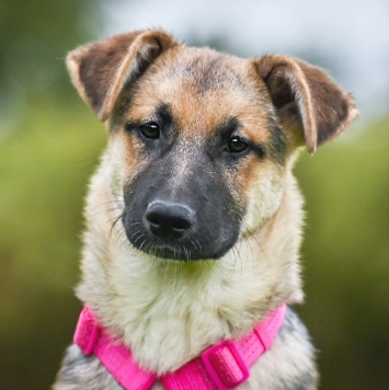 Собаки в добрые руки - Белла