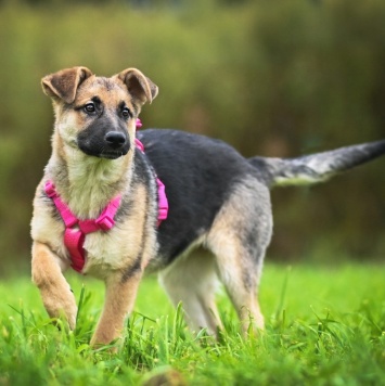 Собаки в добрые руки - Белла - 1