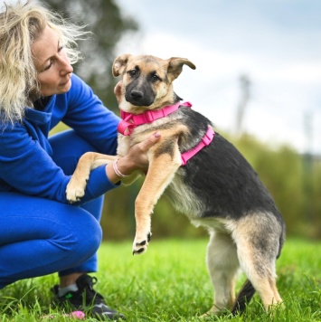 Собаки в добрые руки - Белла - 2