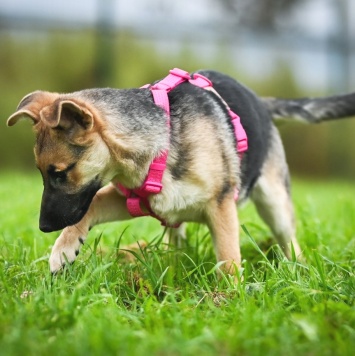 Собаки в добрые руки - Белла - 3