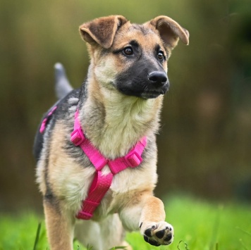 Собаки в добрые руки - Белла - 4