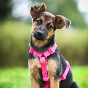 Собаки в добрые руки - Бетти