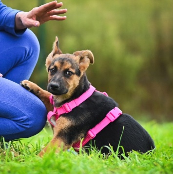 Собаки в добрые руки - Бетти - 1
