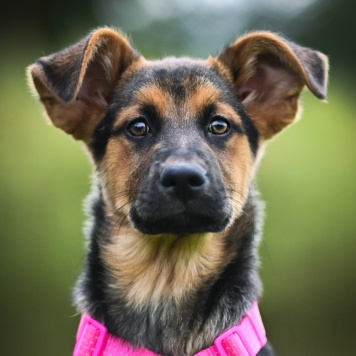 Собаки в добрые руки - Бетти - 2