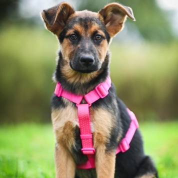 Собаки в добрые руки - Бетти - 3