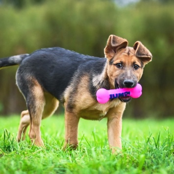 Собаки в добрые руки - Бетти - 4