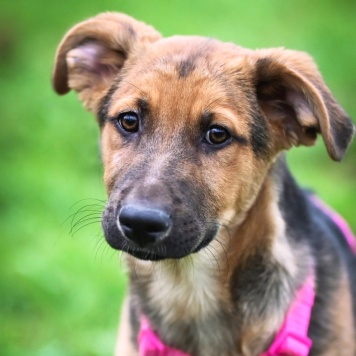 Собаки в добрые руки - Бинго