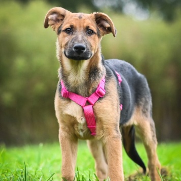 Собаки в добрые руки - Бинго - 1