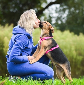 Собаки в добрые руки - Бинго - 2