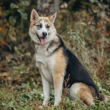 Собаки в добрые руки - Аглая