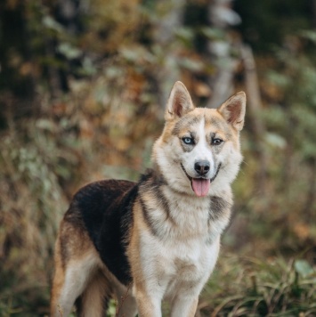 Собаки в добрые руки - Аглая - 1