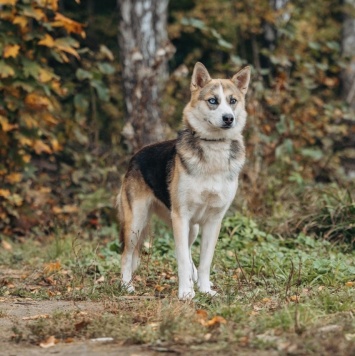 Собаки в добрые руки - Аглая - 2