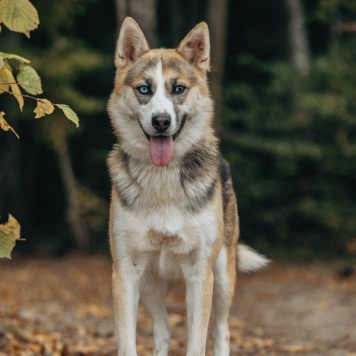 Собаки в добрые руки - Аглая - 4